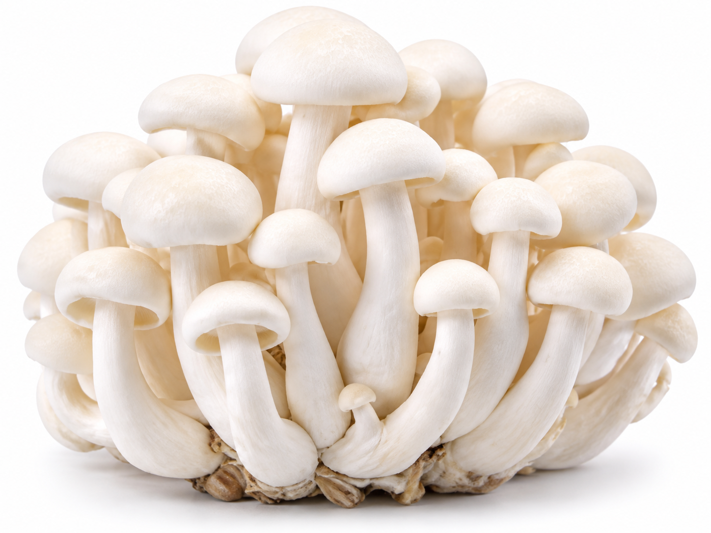 White Mushroom
