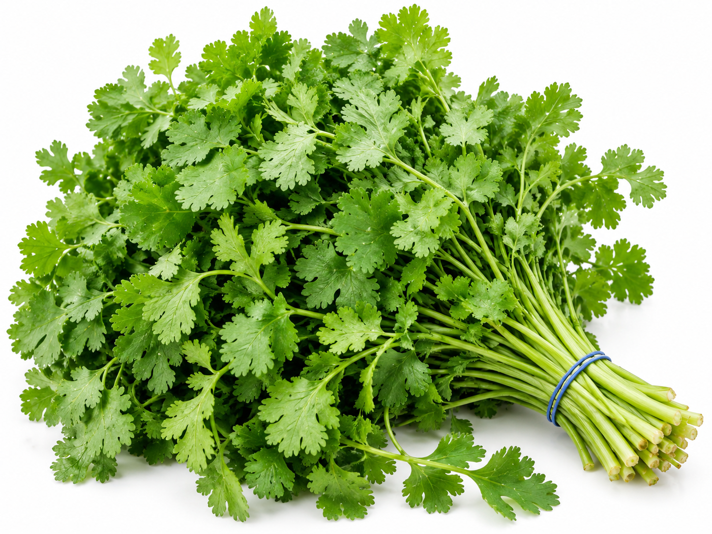 Coriander